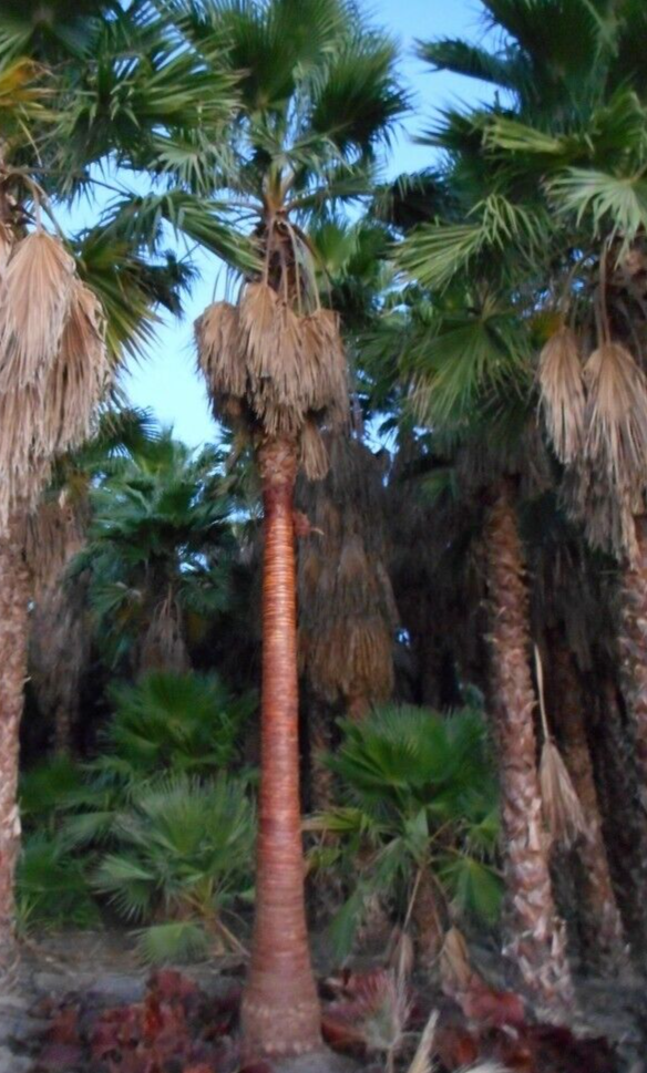 Washingtonia Hybrid Filifera / Robusta Fan Palm, 25 Fresh Fall