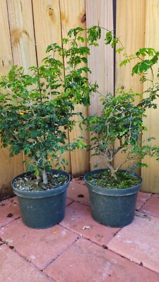 RARE LIVE PLANT 2ft Pithecellobium Tortum Brazilian Raintree Chloroleucon bonsai