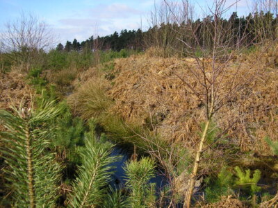 Foto 6x4 Schanze am Crowthorne Wood Dies ist eine von mindestens vier Schanzen um 2009