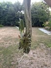 Laelia autumnalis alba MOUNTED, NEW GROWTH, MEXICAN, RARE FORM, ORCHID SPECIES — photo 7