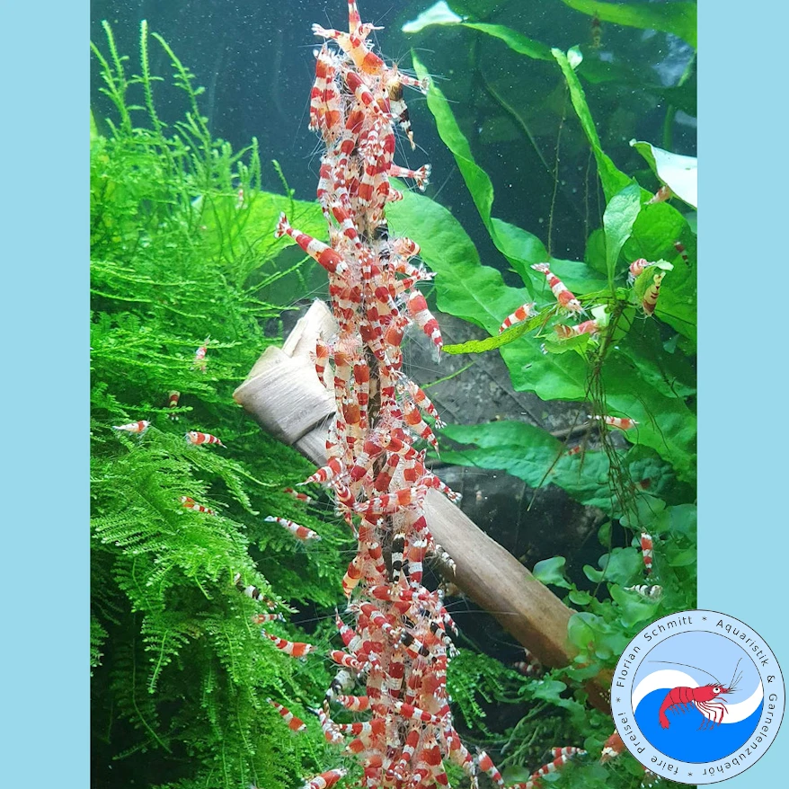 Mega Shrimp-Lollies Set // 11x10 Stück = 110 Lollies // Garnelen Futter Premium - Bild 3 von 4