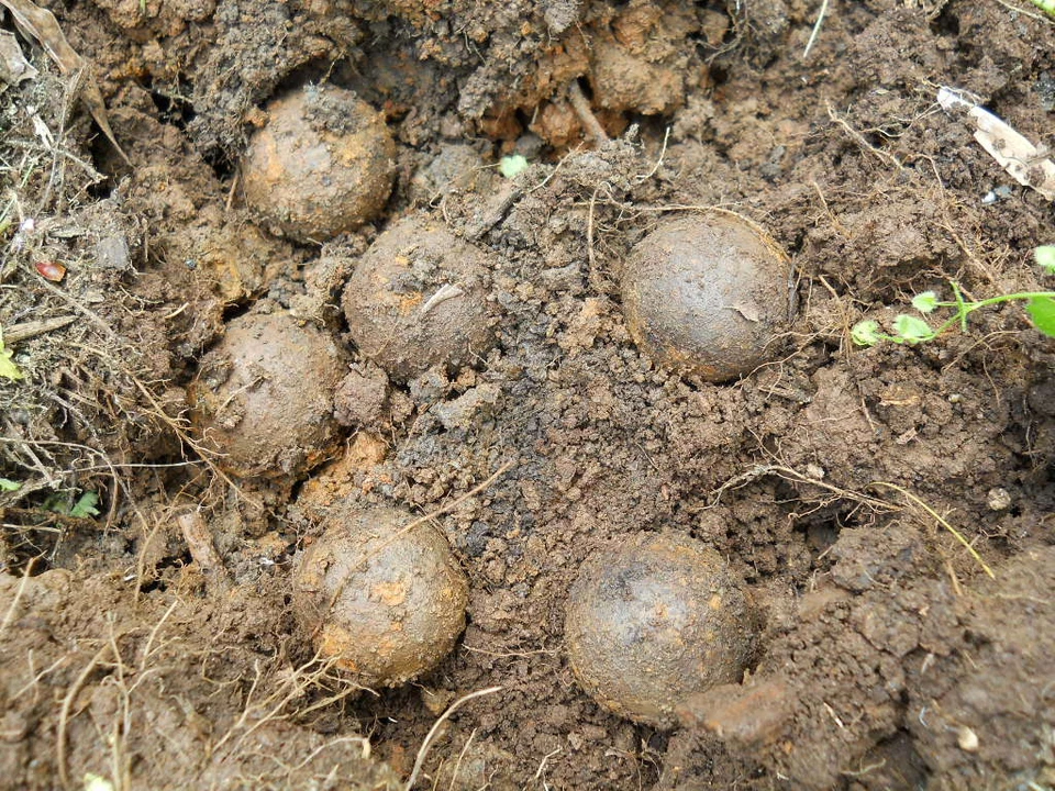 Antiguo Raro De Colección Antigua Reliquia de la Guerra Civil Bote Confederado Tiro Appomattox VA Foto 2 de 4
