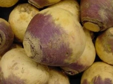 100  FRESH RUTABAGA AMERICAN PURPLE TOP  SEEDS FREE USA SHIPPING