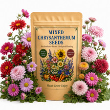 2000 Mixed Chrysanthemum Seeds - Garden Flowers for Home Planting