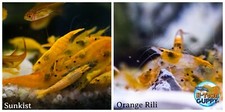 5 1 Sunkist  5 1 Orange Rili Freshwater Neocaridina Aquarium Shrimp