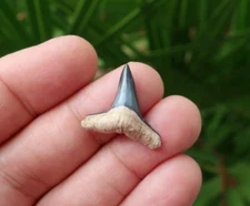 1.02" Lemon Shark (Negaprion) Fossil Tooth Central Florida
