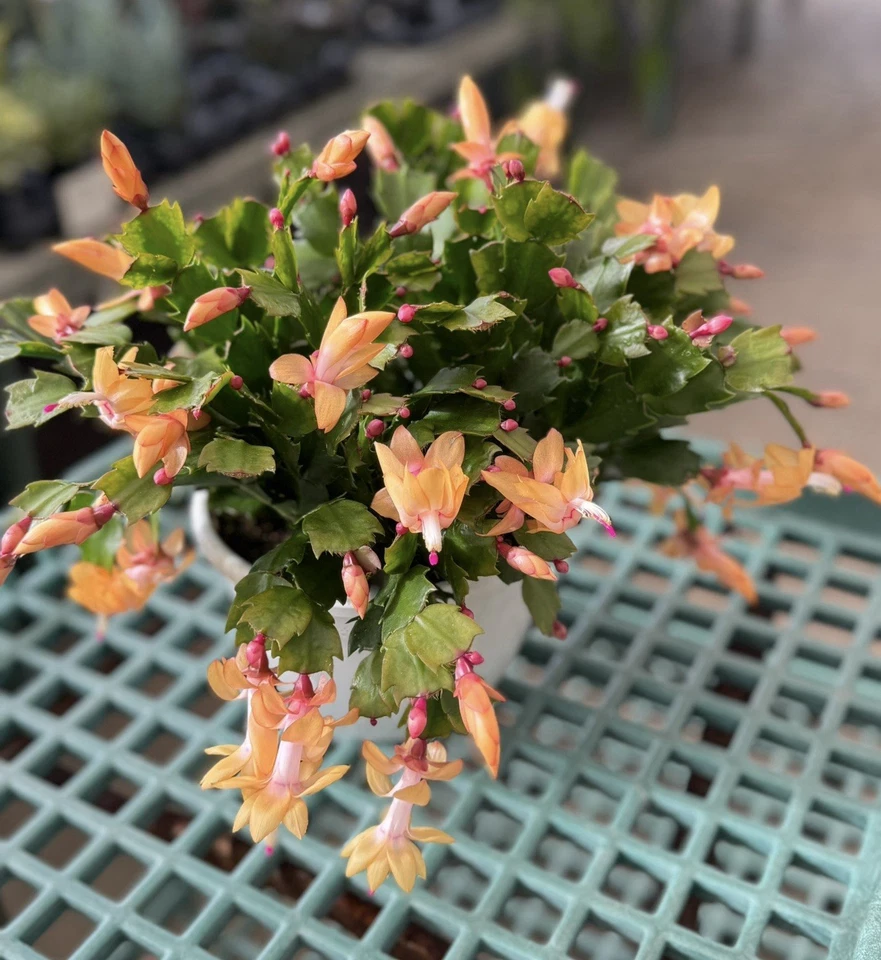Planta de cacto de Natal amarela (Thor Sophia) em vaso de 4 pol. planta inicial.(última foto) - Imagem 2 de 4