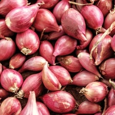 Nero Shallot Sets (Bulbs) | Traditional Round Onion Set Seed 2025 Fast Shipping