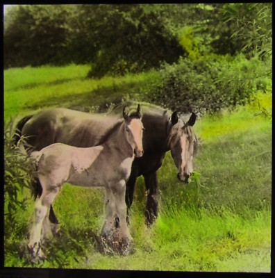TINTED VINTAGE Magic Lantern Slide MOTHER & DAUGHTER C1930 PHOTO FOAL & MARE