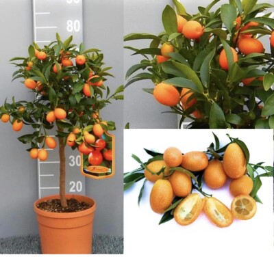 Kumquat mandarino cinese 65 cm con frutti agrumi di Sicilia vaso