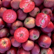 Malus domestica cv RED LOVE 80-140cm | Apple | Orchard apple - Apple tree | Comm