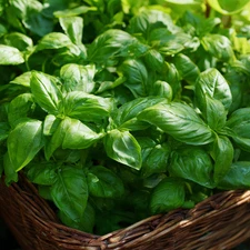 Organic Italian Large Leaf Basil Seeds – 250 | Aromatic Easy-Grow Herb