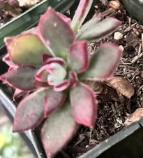 Succulent Echeveria Pulvinata Plush Chenille 1 Live 3" Fuzzy Plant Red Green