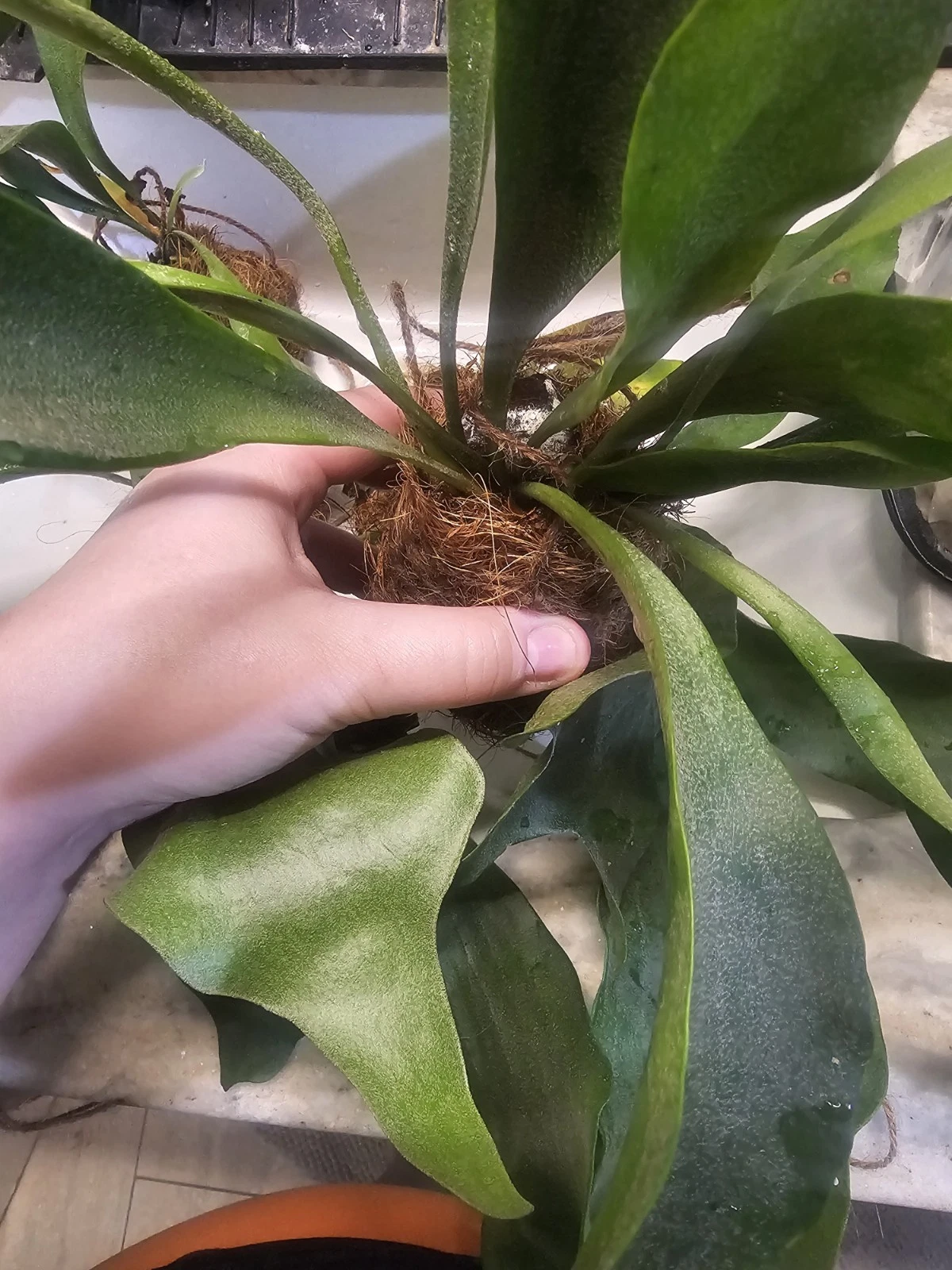 Succulents Staghorn Fern Live Indoor Plant, Easy Care, Tropical
Opens in a new window or tab