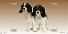Cavalier King Charles Spaniel