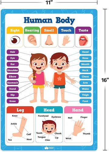 20 Classroom Educational Posters For Preschoolers Toddlers Kindergarten Eleme... - Picture 7 of 8