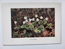 Alter Vintage Farb Blumen Druck 1913 Holz Sauerampfer