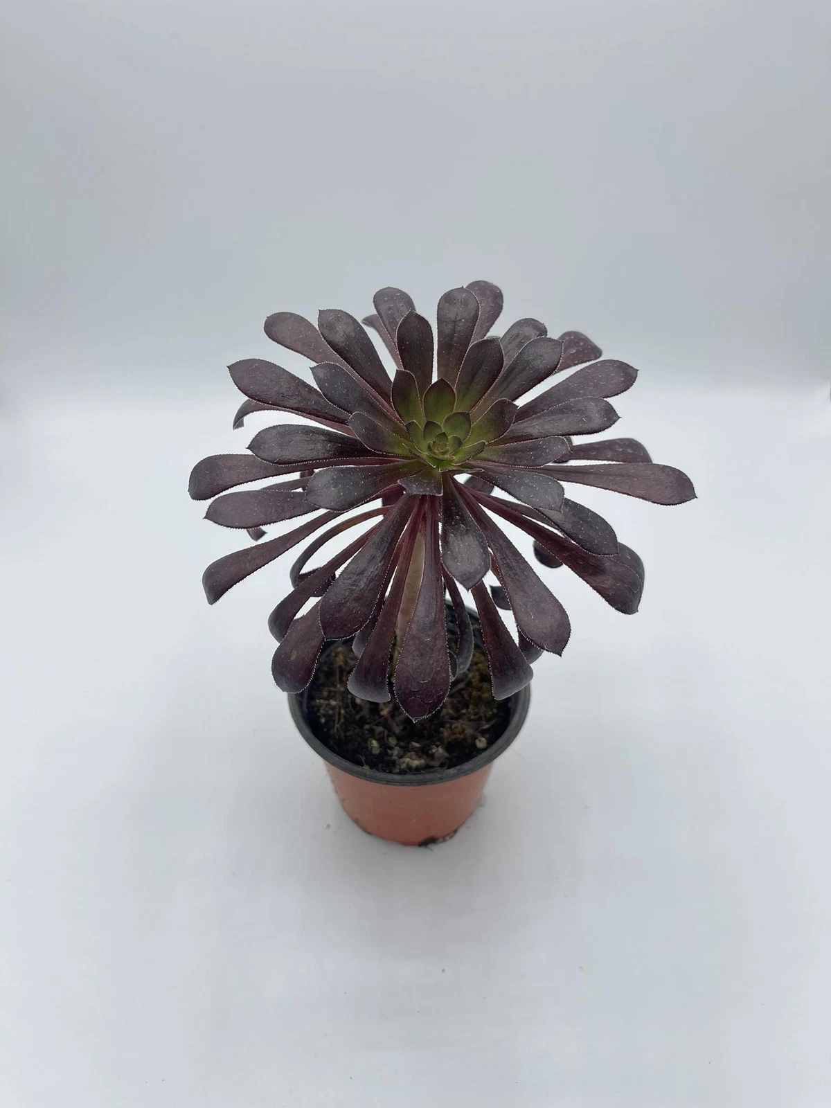 Foto 1 di 11