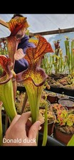 Sarracenia "Donald duck" Plante Carnivore Rare