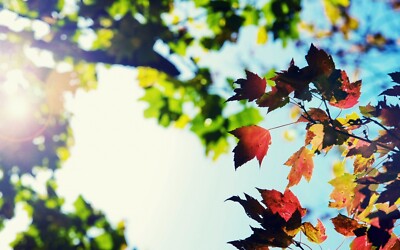 Landscape nature depth of field leaves fall bokeh lens Custom Gaming Mat Desk