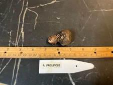 Amorphophallus prolificus 2YO Tuber Rare Plant Aroid Bulb Flower Collectors