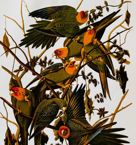 1979 Carolina Parakeet Color Plate Print Audubon Birds Of America Art F15J