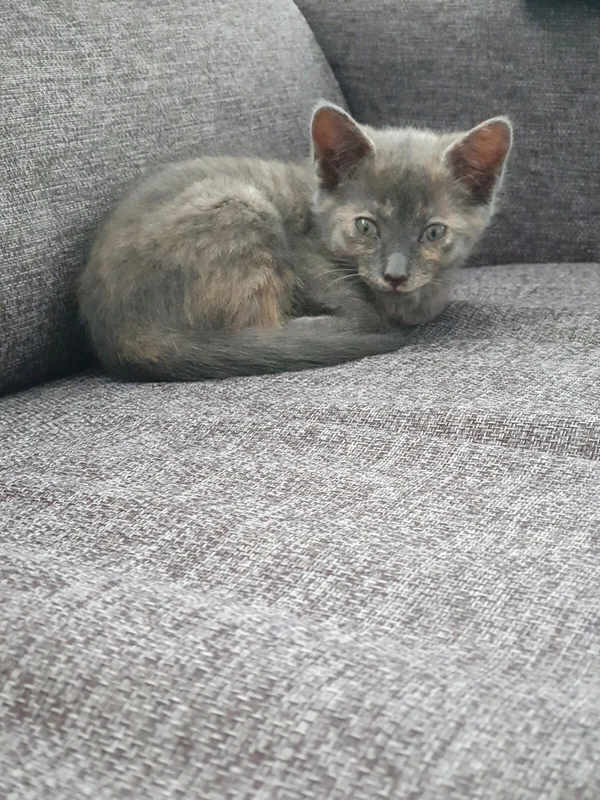 gumtree kittens free to good home