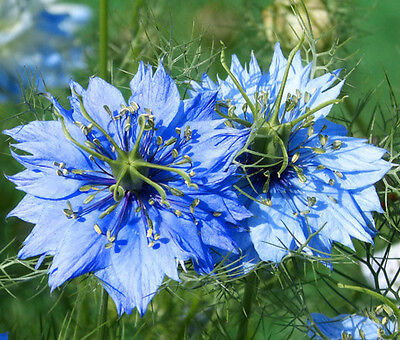 LOVE IN A MIST JEWELS MIX Nigella Damascena - 5,000 Bulk Seeds | eBay