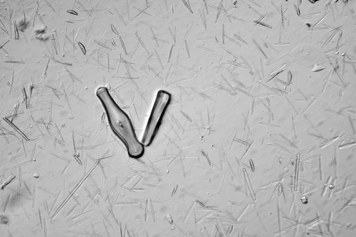 Diatom microscope slide, St Mary loch, Northern Biological Supplies, N.B.S.