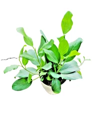 Ficus Audrey Fiddle Leaf Fig Live Plant Benghalensis Banyan Ornamental Tree 4"Po