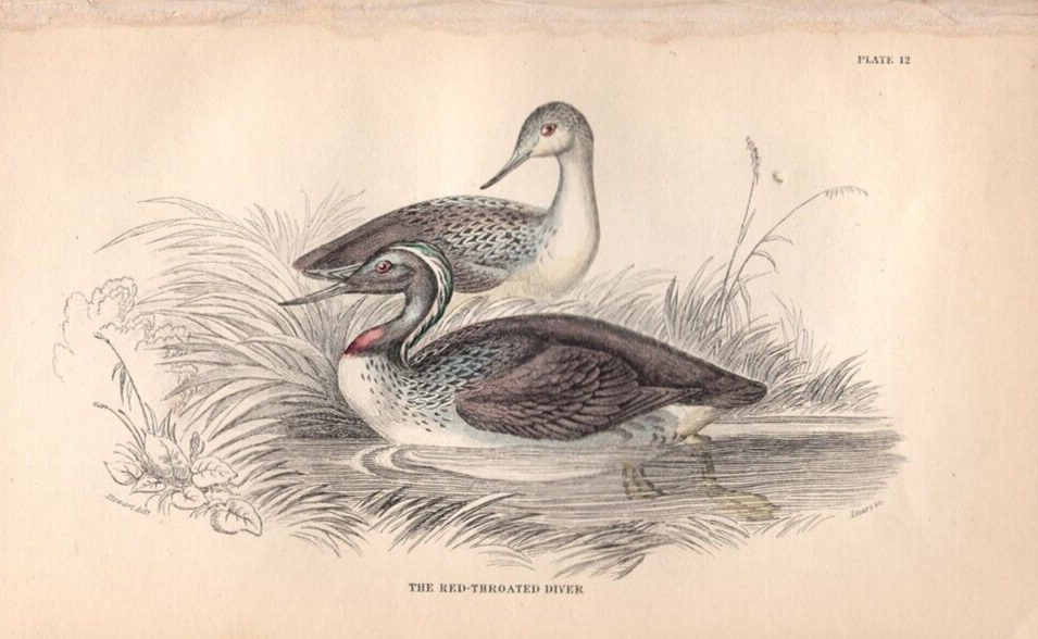 c1842 Jardine Bird Antique Hand Colored Steel Engraving Red