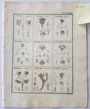 GAERTNER Fruct Sem Pl Original 1788 Botanical Fruit seeds sectional print Arnica