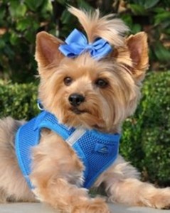 doggie design mesh harness