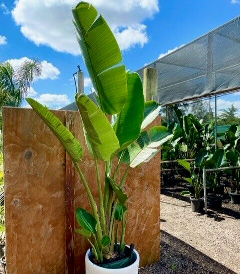 flame resistant plants FireSmart Collection main image 0