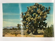 Joshua Tree California Oversize Postcard