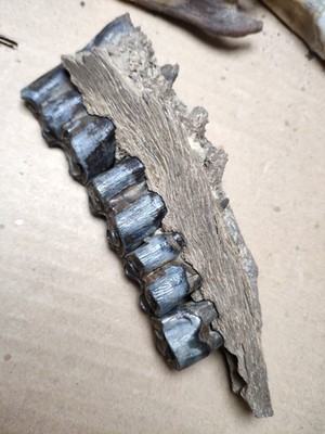 200g Beautiful Ice Age tooth collection