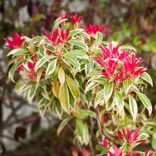 Pieris japonica Flaming Silver Evergreen Flowering Garden Shrub Plant in