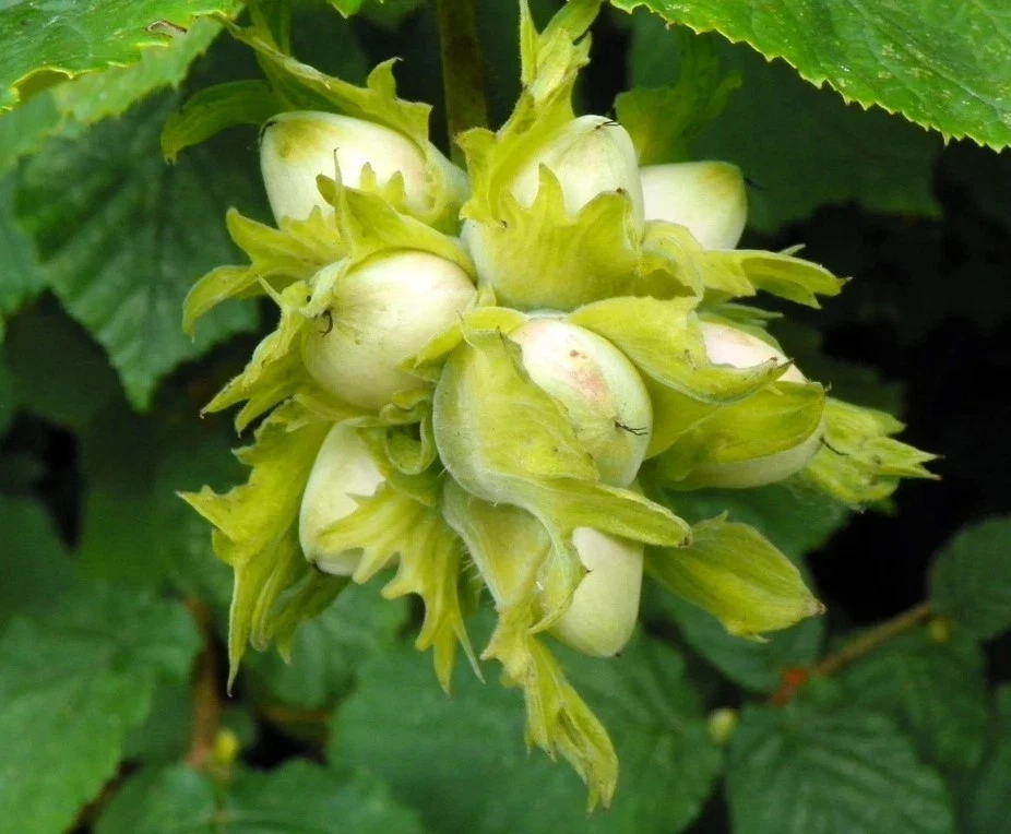 American Hazelnut Live Trees - 12-18" Tall - Bareroot - Corylus Americana - Image 4 of 4