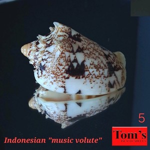 Voluta chrysostoma f. sumbaensis #5 54.4mm GORGEOUS MUSIC VOLUTE from Indonesia