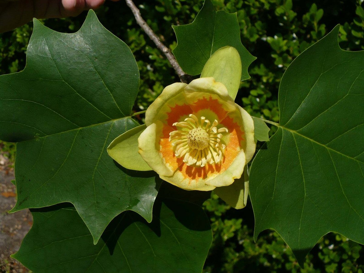 15 Semillas De Álamo Tulipán - Flores Amarillas Liriodendron Tulipifera - Árbol De Sombra Rápido