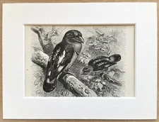 Javan Broadbill Bird Print  1893 Mounted Antique Black & White Engraving
