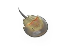 Horseshoe Crab Toy, Arthropods, Quality, Rubber, Educational, Model, Figure 6.5"