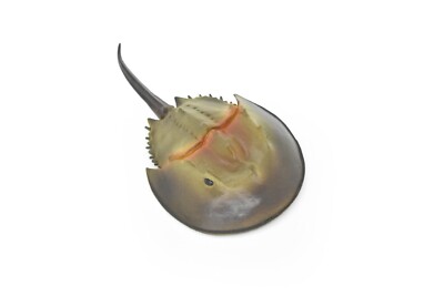 Horseshoe Crab Toy, Arthropods, Quality, Rubber, Educational, Model, Figure 6.5''