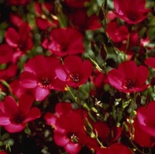 SCARLET FLAX 100 FRESH SEEDS FREE SHIPPING