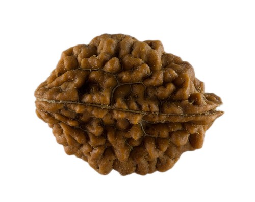 Semi Da Rudraksha 2 Faces 28 MM 2.95 G Rudraksh Top Qualità AAA+ 26081 - Picture 2 of 5