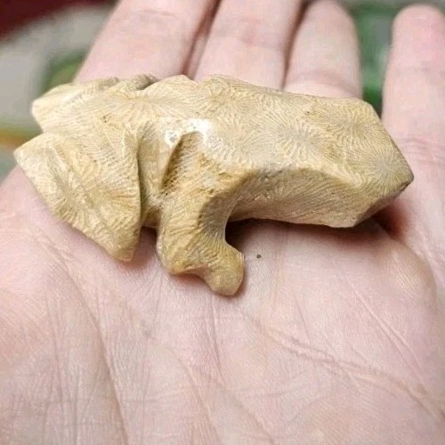 Petoskey stone Hand Carved Frog Rock Art Totem Spirit Animal Rare 