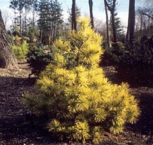 Pinus sylvestris aurea 7.5L 85-95x65cm EXACT ITEM ADDITIONAL PHOTO - Picture 1 of 2