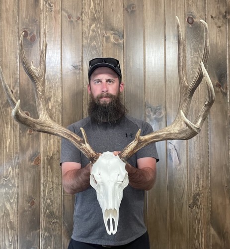 Dark Massive 6x5 Mule Deer Antler Horn Fake Skull Mount Taxidermy Rack ...