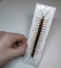 Scolopendra Morsitans. Preserved LARGE Centipede. A1 Papered Unmounted.