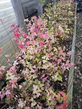 10 Trident Maple Seedlings Acer Buergerianum For Bonsai ,8"-12" Inches!